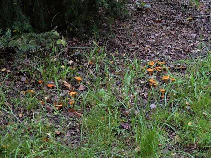 Lactarius aurantiacus – Milder Orange-Milchling, die Pilze wachsen meist in größeren Gruppen