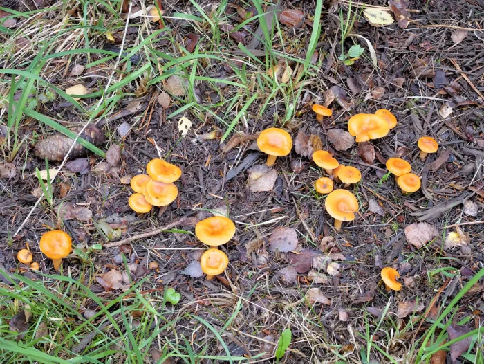 Lactarius aurantiacus – Milder Orange-Milchling, die Pilze bilden Mykorrhiza mit Nadelbäumen