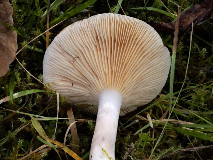 Lactarius picinus – Pechschwarzer Milchling, Stielansatz und Blick in die Lamellen