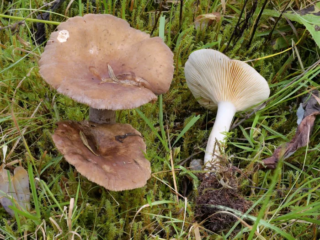 Lactarius picinus &ndash; Pechschwarzer Milchling, ein Pilz, welcher in h&ouml;heren Lagen w&auml;chst