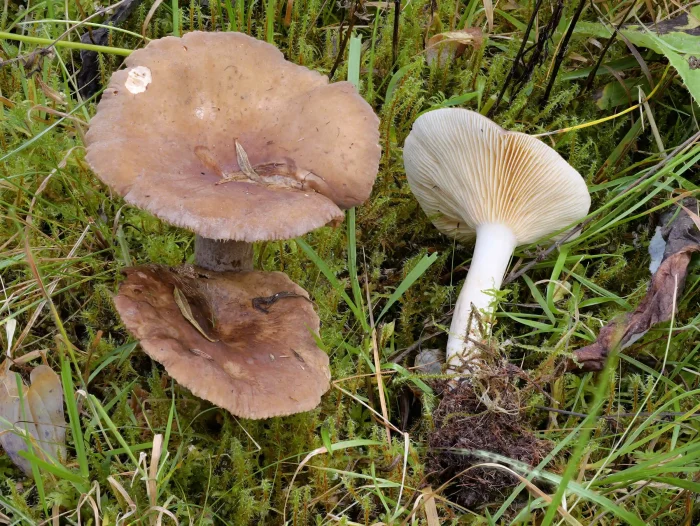 Lactarius picinus – Pechschwarzer Milchling, ein Pilz, welcher in höheren Lagen wächst