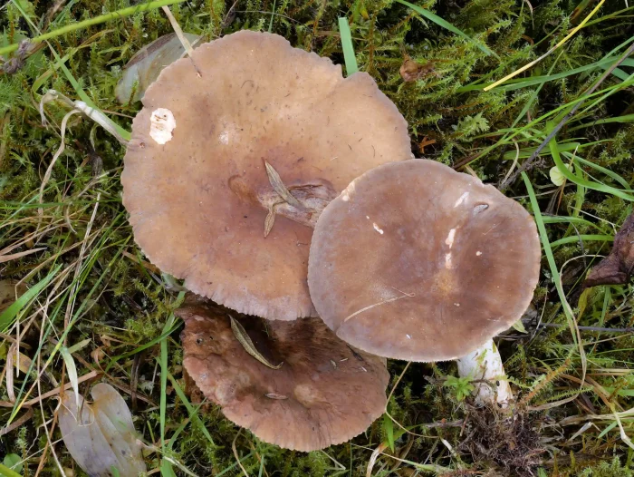 Lactarius picinus – Pechschwarzer Milchling, durch Regen sind die dunklen Hüte etwas ausgewaschen