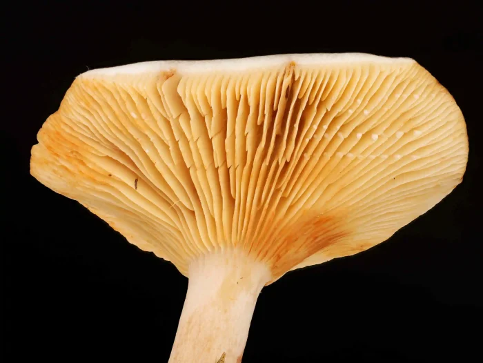 Lactarius picinus – Pechschwarzer Milchling, frisch ist die Milch weiß