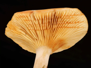 Lactarius picinus &ndash; Pechschwarzer Milchling, nach einiger Zeit f&auml;rbt sich die wei&szlig;e Milch r&ouml;tlich