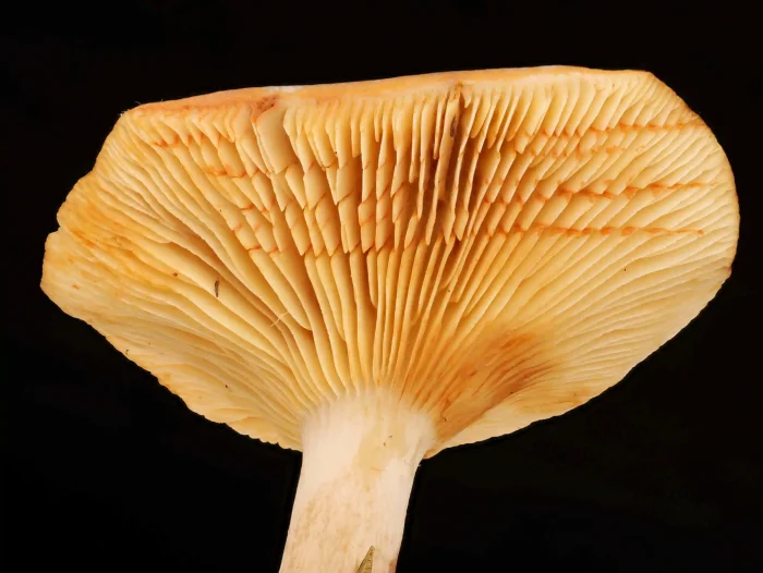 Lactarius picinus – Pechschwarzer Milchling, nach einiger Zeit färbt sich die weiße Milch rötlich