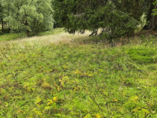Lactarius picinus &ndash; Pechschwarzer Milchling, Fundort im Gras am Waldrand