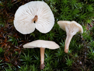 Lentinellus flabelliformis &ndash; F&auml;cherf&ouml;rmiger Z&auml;hling, Kollektion der Funde