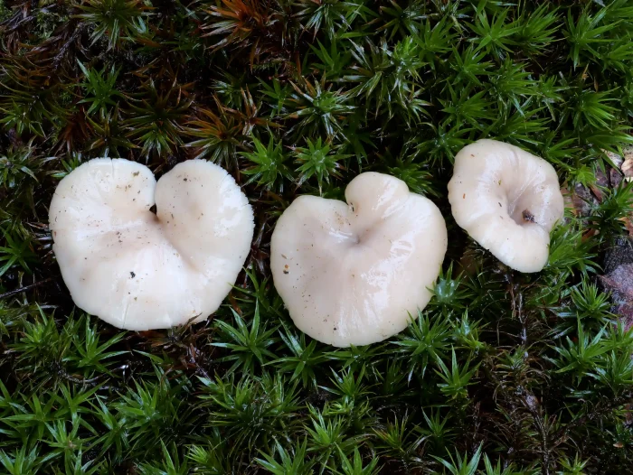 Lentinellus flabelliformis – Fächerförmiger Zähling, der Stiel ist dezentral angeordnet