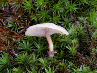 Lentinellus flabelliformis &ndash; F&auml;cherf&ouml;rmiger Z&auml;hling, ist ein selten zu findender Pilz