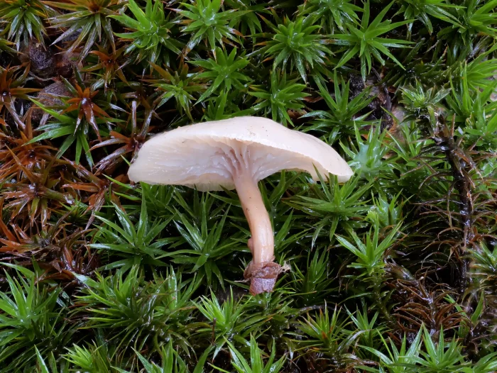 Lentinellus flabelliformis – Fächerförmiger Zähling, ist ein selten zu findender Pilz