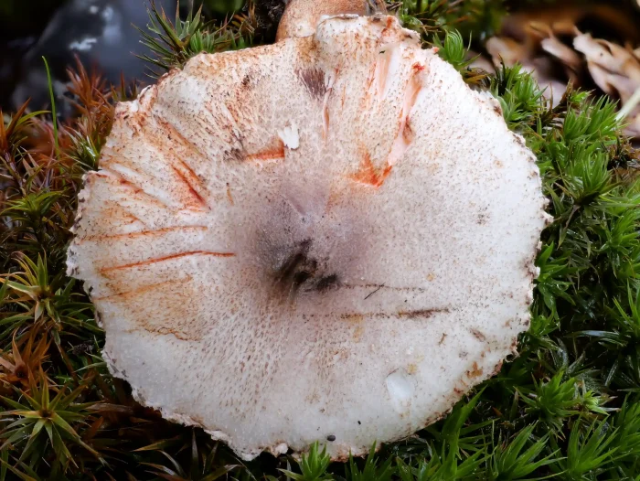 Leucoagaricus badhamii – Anlaufender Egerlingsschirmling, der Hut ist fein dunkel geschuppt