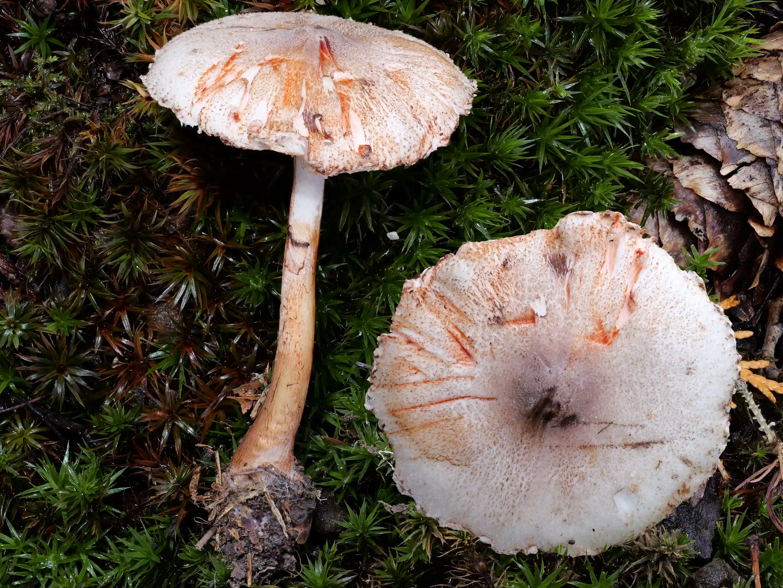 Leucoagaricus badhamii – Anlaufender Egerlingsschirmling Leucoagaricus badhamii – Anlaufender Egerlingsschirmling
