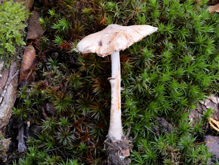 Leucoagaricus badhamii – Anlaufender Egerlingsschirmling, ein sehr seltener und schöner Pilz