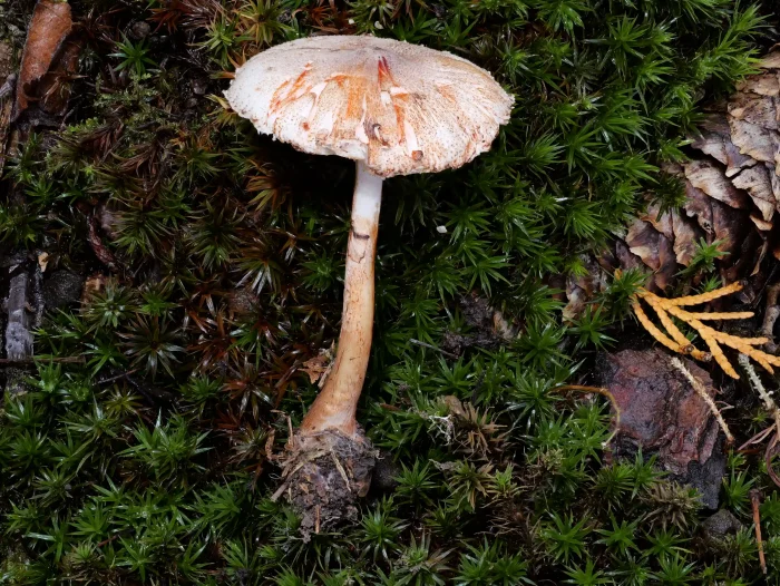 Leucoagaricus badhamii – Anlaufender Egerlingsschirmling, berührt man den Pilz an Hut oder Stiel, färbt er sich sofort orangerot