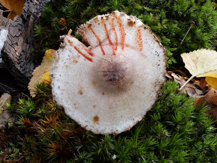 Leucoagaricus badhamii – Anlaufender Egerlingsschirmling, nochmals die kräftige orangerote Färbung
