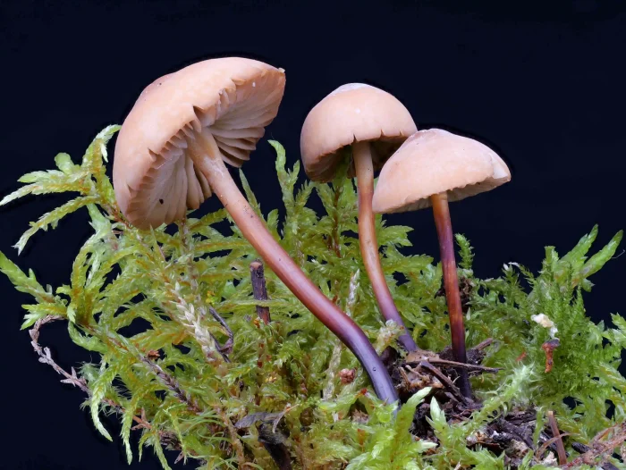 Marasmius cohaerens – Hornstiel-Schwindling, die Scheiden der Lamellen sind dunkler