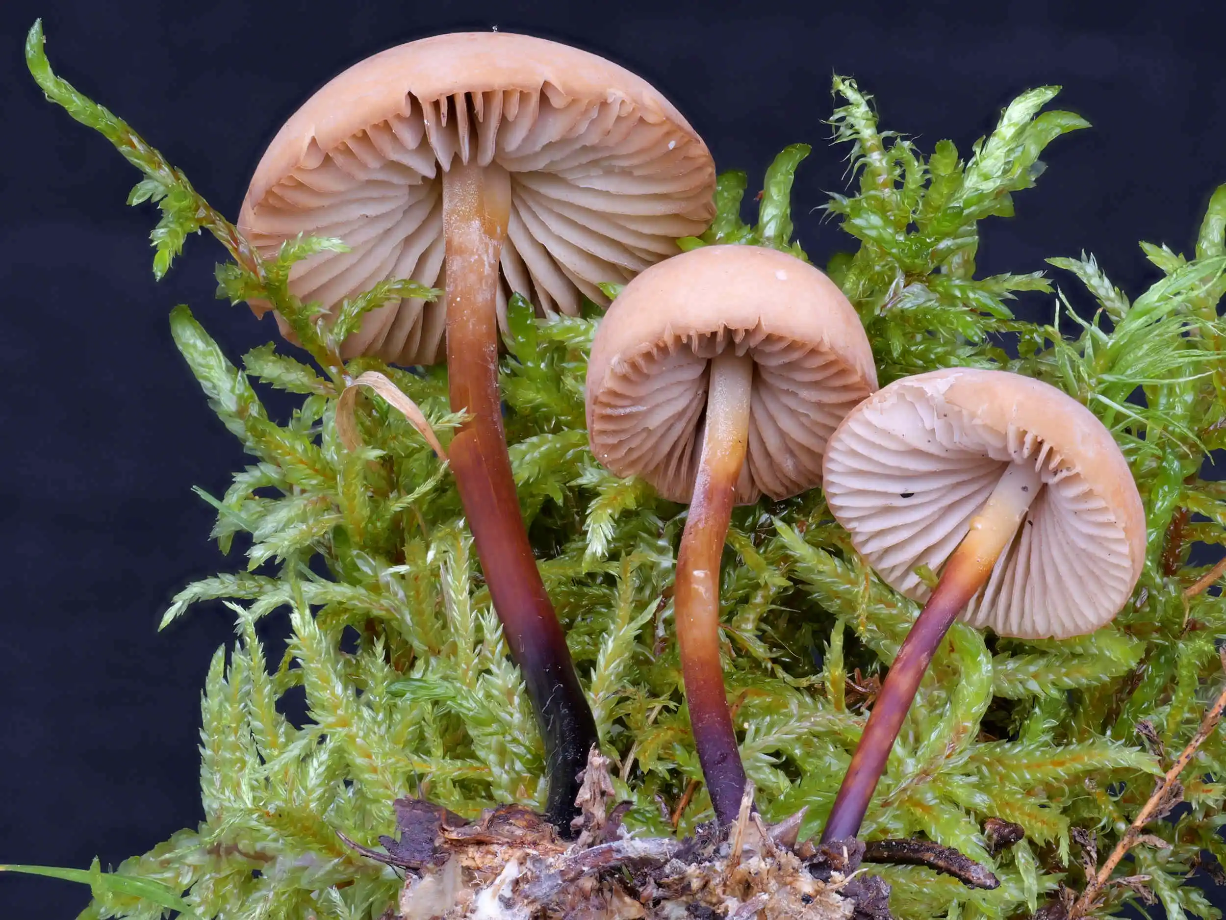 Marasmius cohaerens – Hornstiel-Schwindling