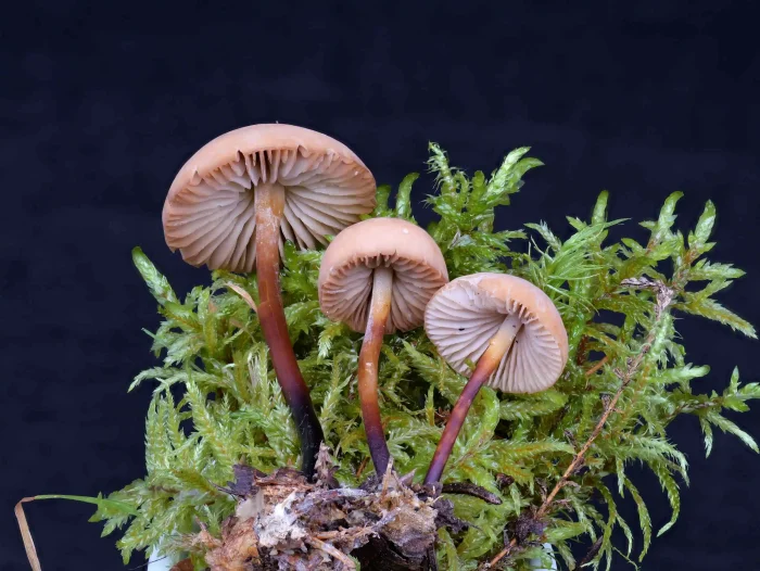 Marasmius cohaerens – Hornstiel-Schwindling, das Bild zeigt alle typischen Merkmale