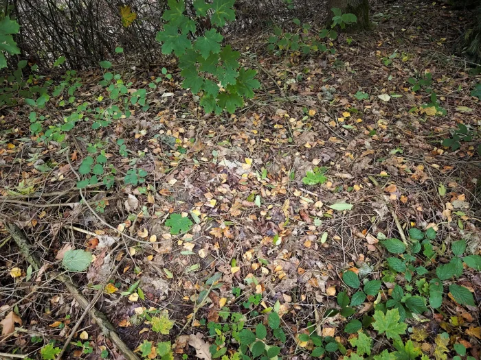 Marasmius cohaerens – Hornstiel-Schwindling, Fundort am Wegrand in einem Mischwald