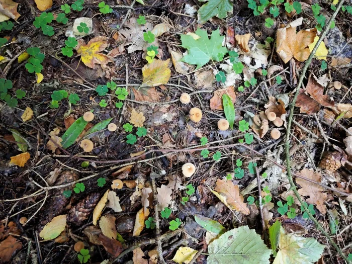 Marasmius cohaerens – Hornstiel-Schwindling, die Pilze wachsen gesellig