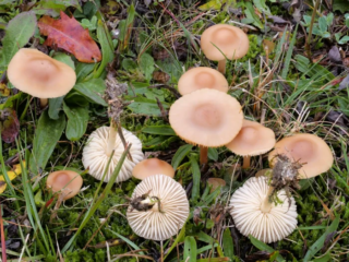 Marasmius oreades &ndash; Nelken-Schwindling, typische Erscheinungsform des Pilzes