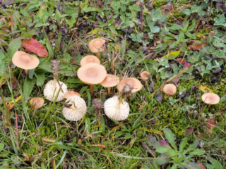 Marasmius oreades &ndash; Nelken-Schwindling, sch&ouml;ne Gruppe auf Magerrasen