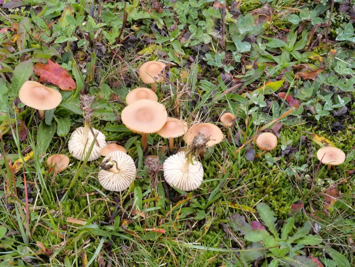 Marasmius oreades – Nelken-Schwindling, schöne Gruppe auf Magerrasen