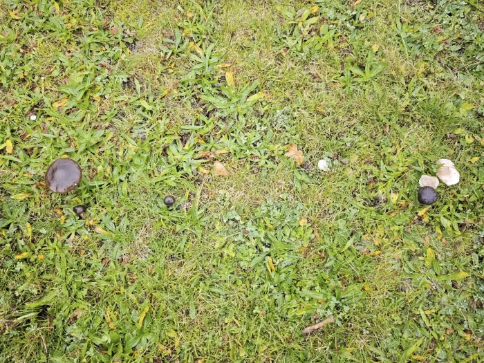 Melanoleuca melaleuca – Gemeiner Weichritterling, Fundort auf einem Magerrasen Mitte Oktober