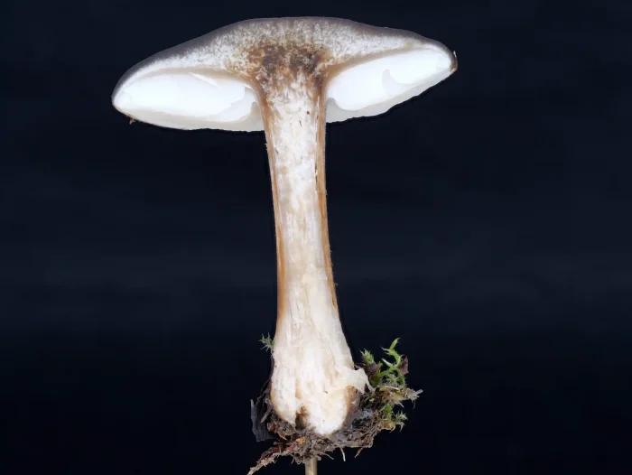 Melanoleuca melaleuca – Gemeiner Weichritterling, Schnittbild