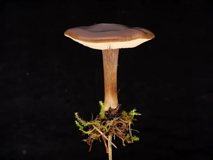 Melanoleuca melaleuca – Gemeiner Weichritterling, typische Form eines adulten Fruchtkörpers