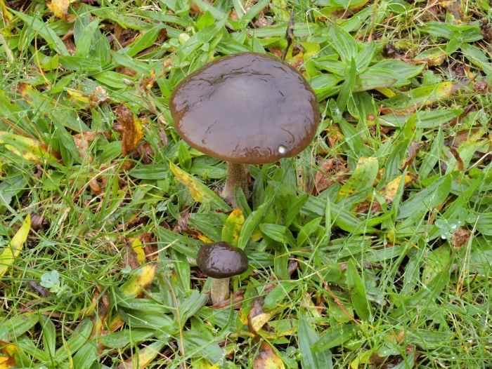 Melanoleuca melaleuca – Gemeiner Weichritterling, die recht elastischen Pilze sind im Herbst zu finden