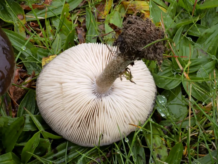 Melanoleuca melaleuca – Gemeiner Weichritterling, typisch ausgebuchtet angewachsene Lamellen