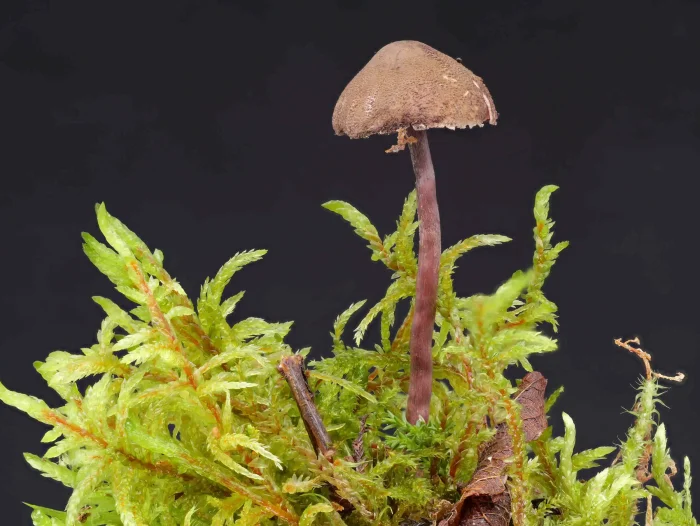 Melanophyllum haematospermum – Blutblättriger Zwergschirmling, der Stiel ist violett-rot und leicht silbrig, längs-faserig
