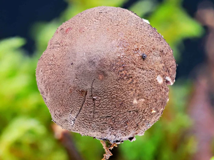 Melanophyllum haematospermum – Blutblättriger Zwergschirmling, der Hut besitzt eine raue, körnige Oberfläche