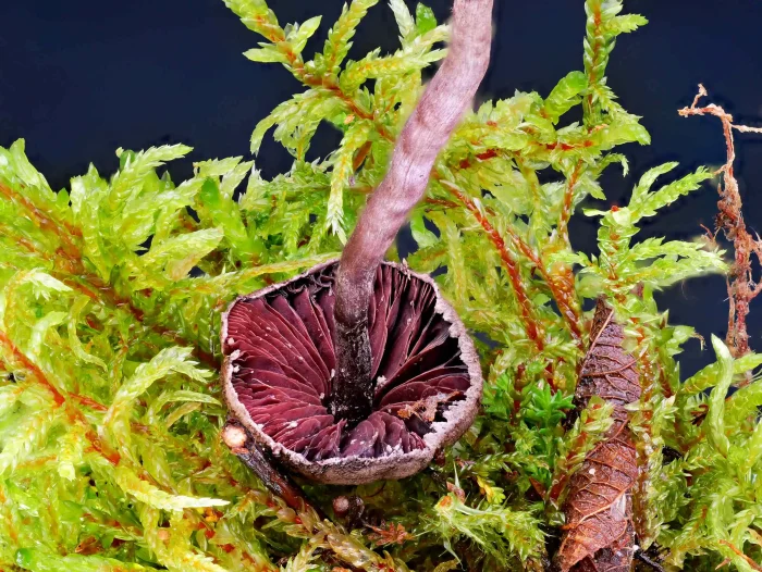 Melanophyllum haematospermum – Blutblättriger Zwergschirmling, der Hutrand zeigt deutliche Fransen