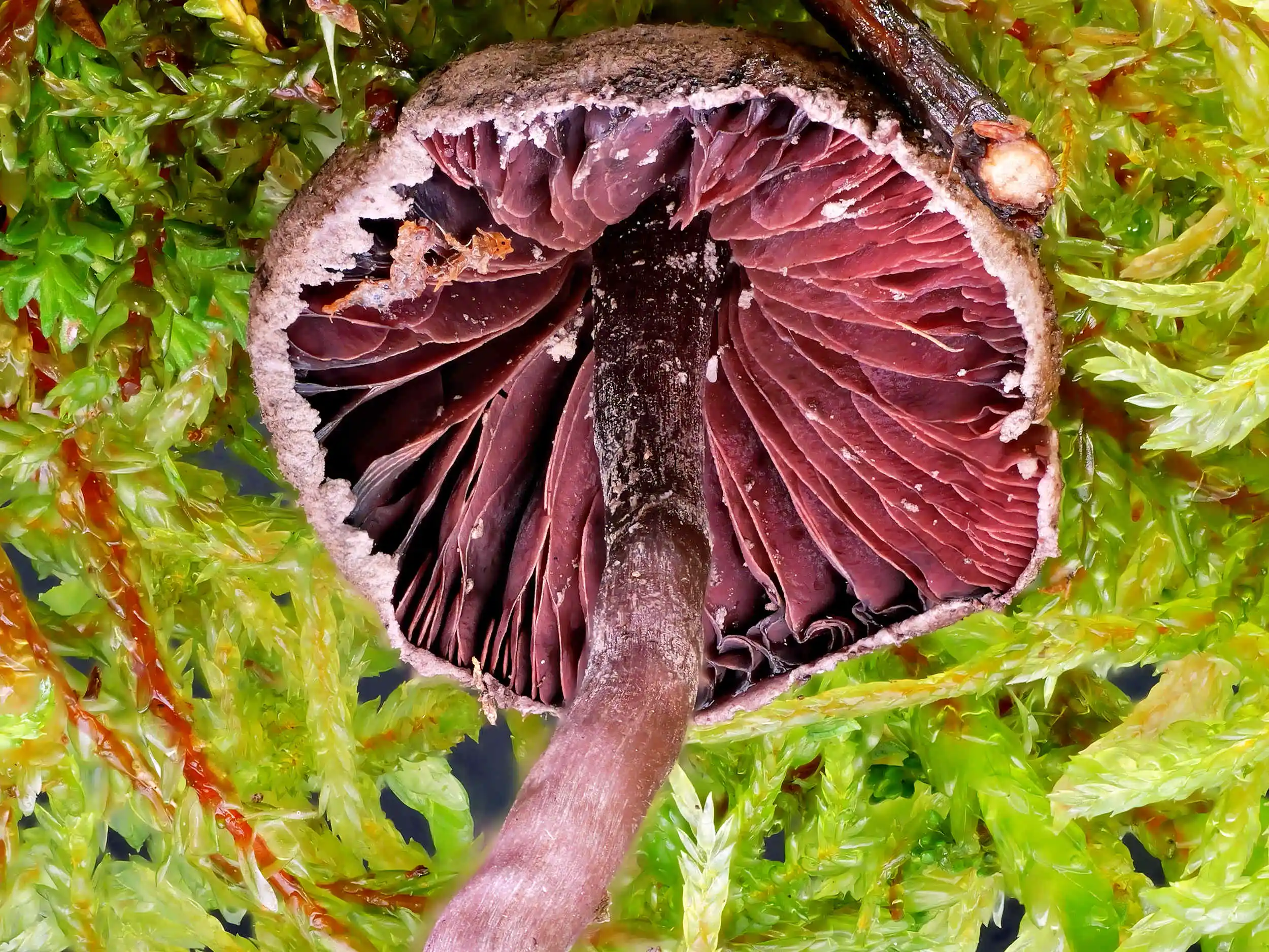 Melanophyllum haematospermum – Blutblättriger Zwergschirmling