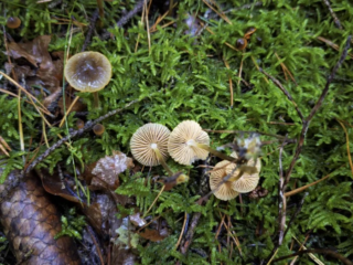 Mycena aurantiomarginata &ndash; Orangeschneidiger Helmling, Fund im Moos im Nadelwald