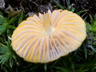 Mycena aurantiomarginata &ndash; Orangeschneidiger Helmling, sehr sch&ouml;n sieht man die orangen Scheiden