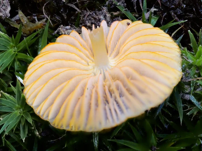 Mycena aurantiomarginata – Orangeschneidiger Helmling, sehr schön sieht man die orangen Scheiden