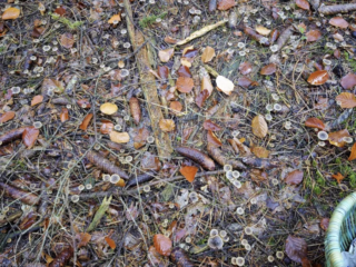 Mycena aurantiomarginata &ndash; Orangeschneidiger Helmling, teilweise kommen die Pilze in Massen vor