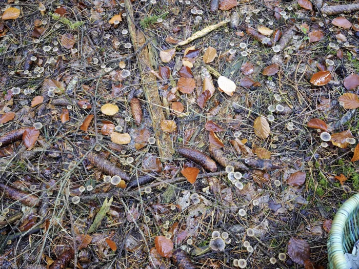 Mycena aurantiomarginata – Orangeschneidiger Helmling, teilweise kommen die Pilze in Massen vor