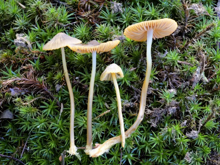 Mycena aurantiomarginata – Orangeschneidiger Helmling, die Pilze werden bis 5 cm hoch und 1,5 cm breit