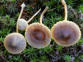 Mycena aurantiomarginata &ndash; Orangeschneidiger Helmling, br&auml;unliche, am Rand hellere, leicht geriefte H&uuml;te