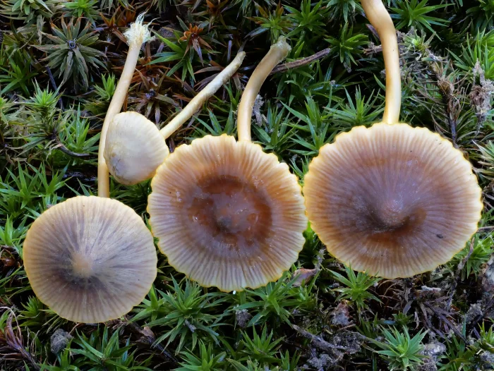 Mycena aurantiomarginata – Orangeschneidiger Helmling, bräunliche, am Rand hellere, leicht geriefte Hüte