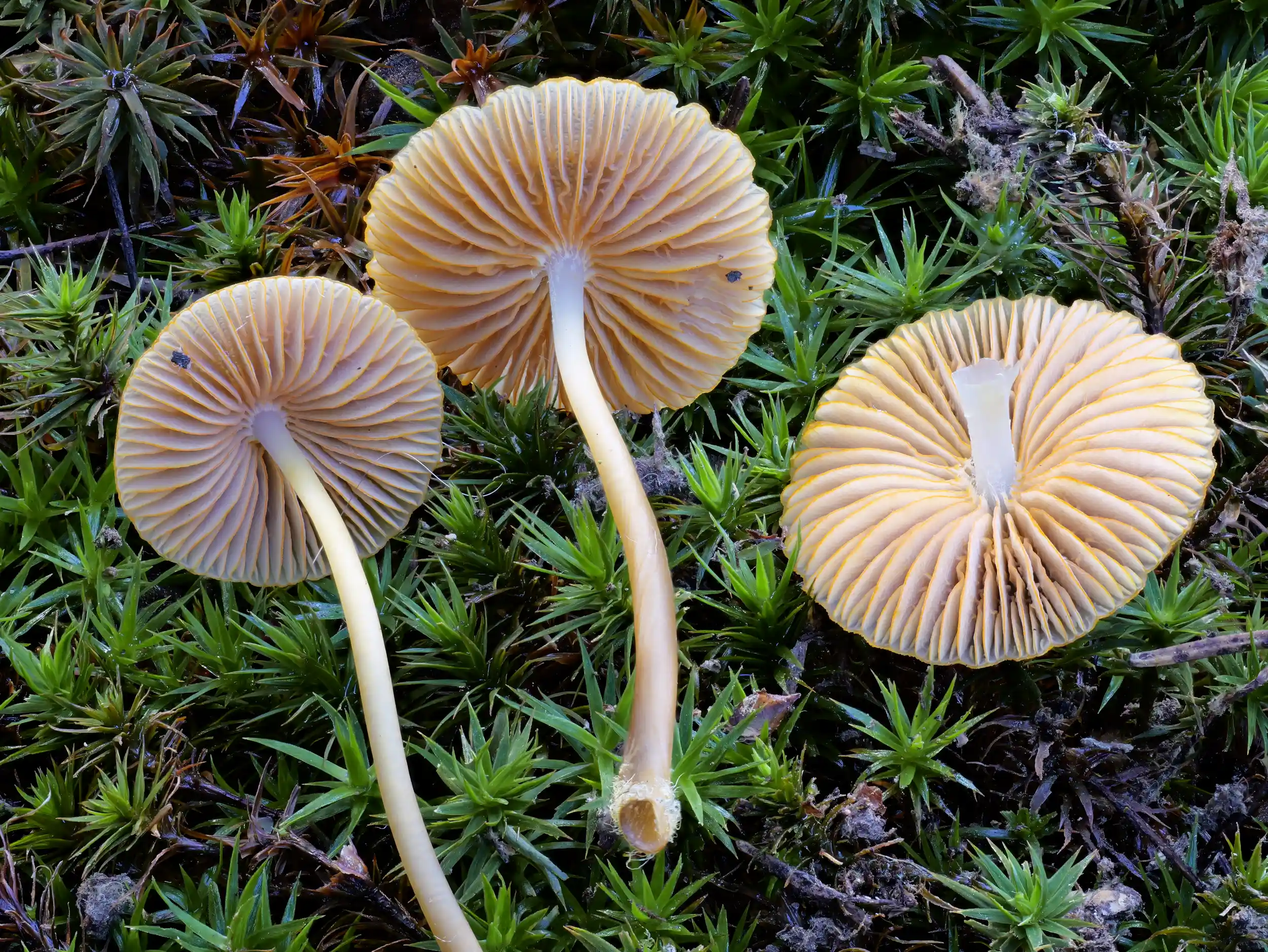 Mycena aurantiomarginata – Orangeschneidiger Helmling Mycena aurantiomarginata – Orangeschneidiger Helmling