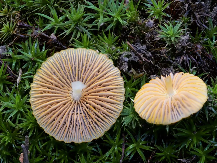 Mycena aurantiomarginata – Orangeschneidiger Helmling, die orangen Schneiden sind namensgebend