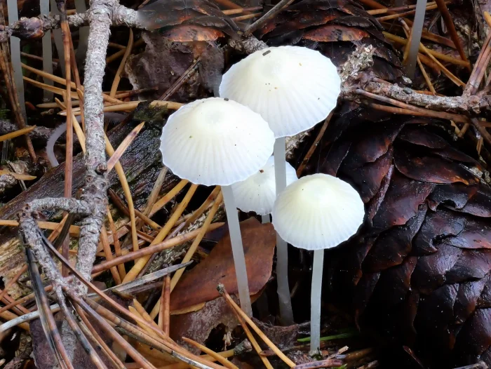 Mycena epipterygia – Dehnbarer Helmling, die Stiele sind leicht grünlich-gelb