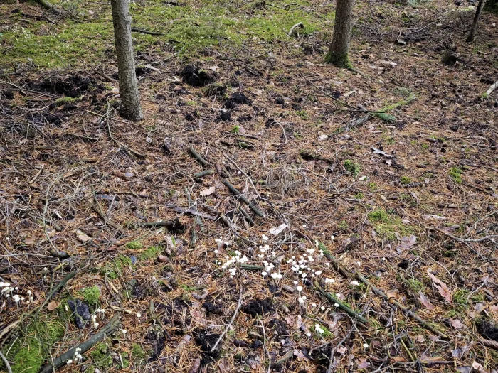 Mycena epipterygia – Dehnbarer Helmling, in der Nadelstreu bei feuchter Witterung im Herbst zu finden
