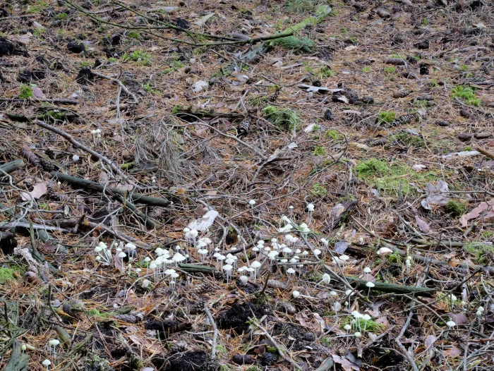 Mycena epipterygia – Dehnbarer Helmling, die Pilze werden rund 4 cm hoch