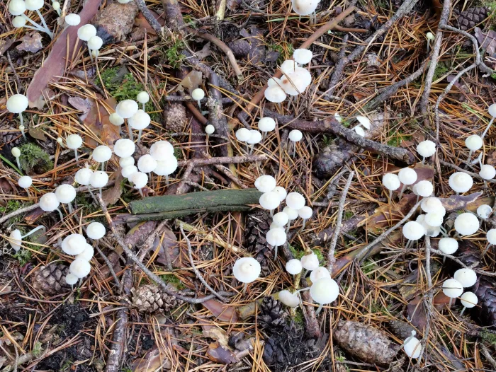 Mycena epipterygia – Dehnbarer Helmling, die kleine Pilze treten im Massen auf
